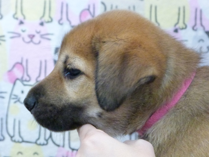 chinook puppy